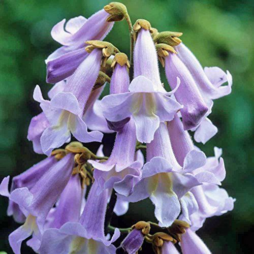 Piantumare la paulownia - La stagione è alle porte